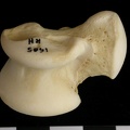 Talus (9227 visites) Canis lupus - Adulte - Élément droitCollection : Centre d'Investigation Portugais d'Archéologie, ... Talus