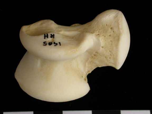 Talus (9228 visites) Canis lupus - Adulte - Élément droitCollection : Centre d'Investigation Portugais d'Archéologie, ... Talus