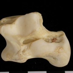 Talus (9271 visites) Canis lupus - Adulte - Élément droitCollection : Centre d'Investigation Portugais d'Archéologie, ... Talus