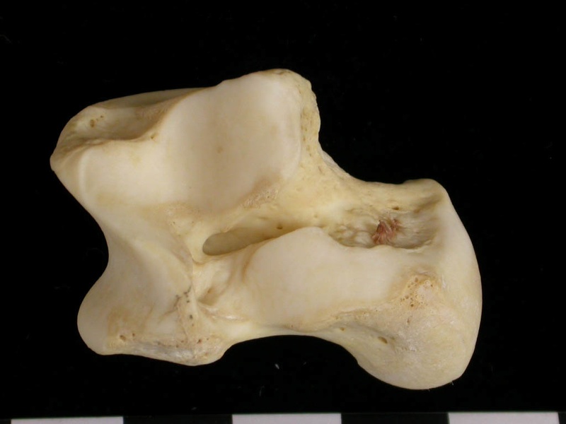 Talus (9163 visites) Canis lupus - Adulte - Élément droitCollection : Centre d'Investigation Portugais d'Archéologie, ... Talus