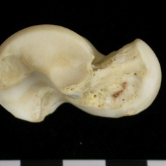 Talus (9279 visites) Canis lupus - Adulte - Élément droitCollection : Centre d'Investigation Portugais d'Archéologie, ... Talus