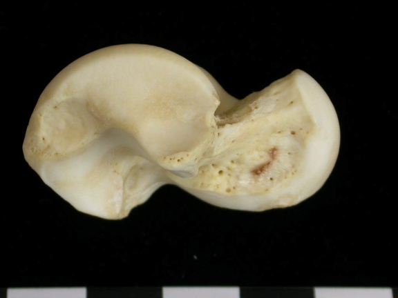 Talus (9354 visites) Canis lupus - Adulte - Élément droitCollection : Centre d'Investigation Portugais d'Archéologie, ... Talus