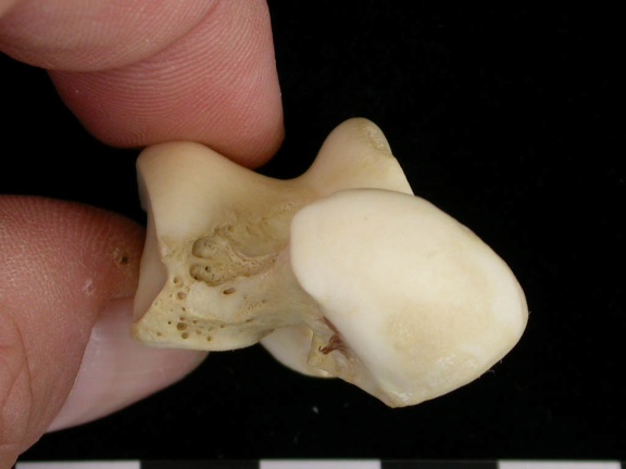 Talus (9443 visites) Canis lupus - Adulte - Élément droitCollection : Centre d'Investigation Portugais d'Archéologie, ... Talus