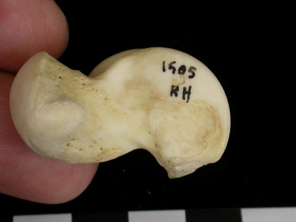 Talus (9533 visites) Canis lupus - Adulte - Élément droitCollection : Centre d'Investigation Portugais d'Archéologie, ... Talus
