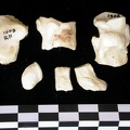 Tarse (17793 visites) Canis lupus - Adulte - Éléments droitsCollection : Centre d'Investigation Portugais d'Archéologie... Tarse