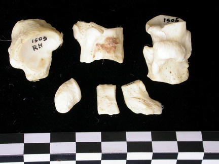 Tarse (17688 visites) Canis lupus - Adulte - Éléments droitsCollection : Centre d'Investigation Portugais d'Archéologie... Tarse