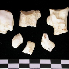 Tarse (17800 visites) Canis lupus - Adulte - Éléments droitsCollection : Centre d'Investigation Portugais d'Archéologie... Tarse