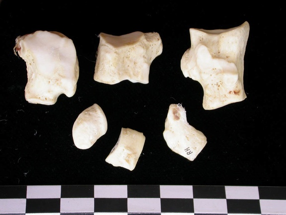 Tarse (17803 visites) Canis lupus - Adulte - Éléments droitsCollection : Centre d'Investigation Portugais d'Archéologie... Tarse