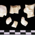 Cl2-Tars2.jpg