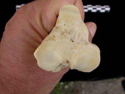 Tibia : partie proximale (6628 visites) Canis lupus - Adulte - Élément droitCollection : Centre d'Investigation Portugais d'Archéologie, ... Tibia : partie proximale
