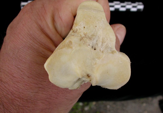 Tibia : partie proximale (6481 visites) Canis lupus - Adulte - Élément droitCollection : Centre d'Investigation Portugais d'Archéologie, ... Tibia : partie proximale