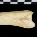 Tibia : partie distale (6828 visites) Canis lupus - Adulte - Élément droitCollection : Centre d'Investigation Portugais d'Archéologie, ... Tibia : partie distale