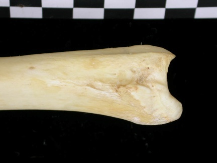 Tibia : partie distale (6829 visites) Canis lupus - Adulte - Élément droitCollection : Centre d'Investigation Portugais d'Archéologie, ... Tibia : partie distale