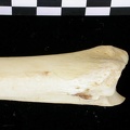 Tibia : partie distale (6908 visites) Canis lupus - Adulte - Élément droitCollection : Centre d'Investigation Portugais d'Archéologie, ... Tibia : partie distale
