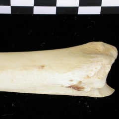 Tibia : partie distale (6902 visites) Canis lupus - Adulte - Élément droitCollection : Centre d'Investigation Portugais d'Archéologie, ... Tibia : partie distale