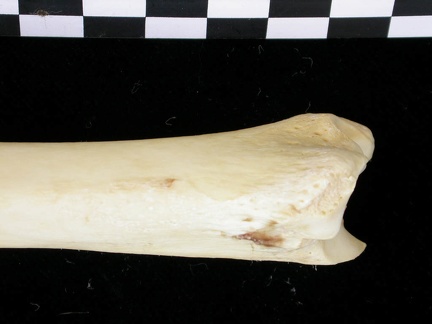 Tibia : partie distale (6909 visites) Canis lupus - Adulte - Élément droitCollection : Centre d'Investigation Portugais d'Archéologie, ... Tibia : partie distale