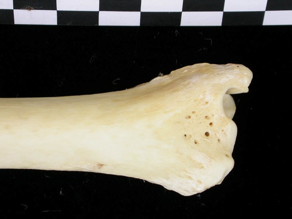 Tibia : partie distale (6855 visites) Canis lupus - Adulte - Élément droitCollection : Centre d'Investigation Portugais d'Archéologie, ... Tibia : partie distale