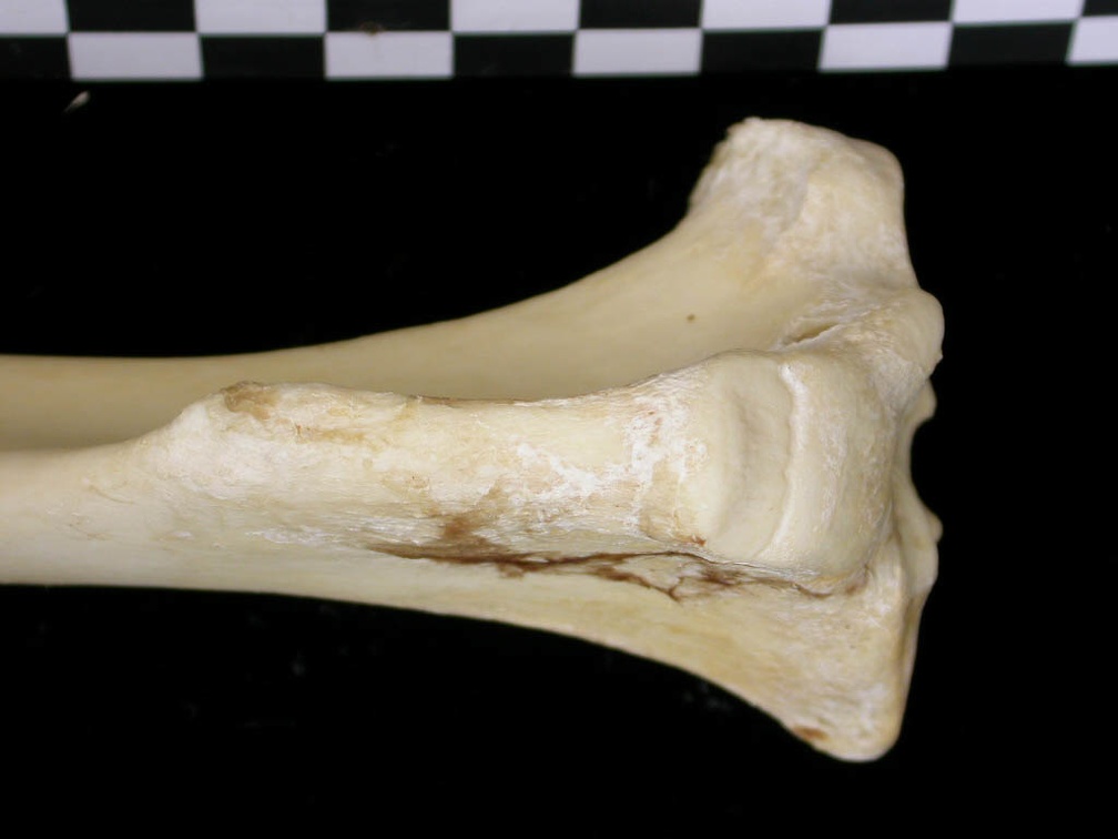 Tibia : partie proximale (7008 visites) Canis lupus - Adulte - Élément droitCollection : Centre d'Investigation Portugais d'Archéologie, ... Tibia : partie proximale