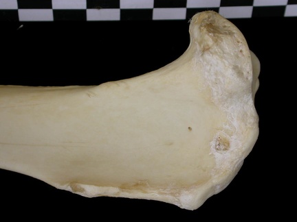 Tibia : partie proximale (7479 visites) Canis lupus - Adulte - Élément droitCollection : Centre d'Investigation Portugais d'Archéologie, ... Tibia : partie proximale