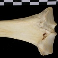 Tibia : partie proximale (7112 visites) Canis lupus - Adulte - Élément droitCollection : Centre d'Investigation Portugais d'Archéologie, ... Tibia : partie proximale