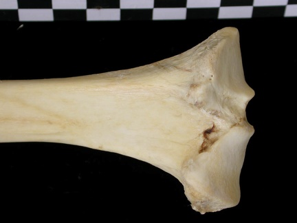 Tibia : partie proximale (7110 visites) Canis lupus - Adulte - Élément droitCollection : Centre d'Investigation Portugais d'Archéologie, ... Tibia : partie proximale