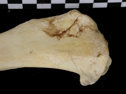 Tibia : partie proximale (6901 visites) Canis lupus - Adulte - Élément droitCollection : Centre d'Investigation Portugais d'Archéologie, ... Tibia : partie proximale