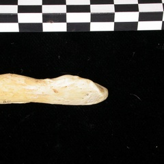 Ulna : partie distale (7547 visites) Canis lupus - Adulte - Élément droitCollection : Centre d'Investigation Portugais d'Archéologie, ... Ulna : partie distale