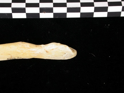 Ulna : partie distale (7546 visites) Canis lupus - Adulte - Élément droitCollection : Centre d'Investigation Portugais d'Archéologie, ... Ulna : partie distale