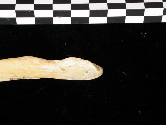 Ulna : partie distale (7546 visites) Canis lupus - Adulte - Élément droitCollection : Centre d'Investigation Portugais d'Archéologie, ... Ulna : partie distale