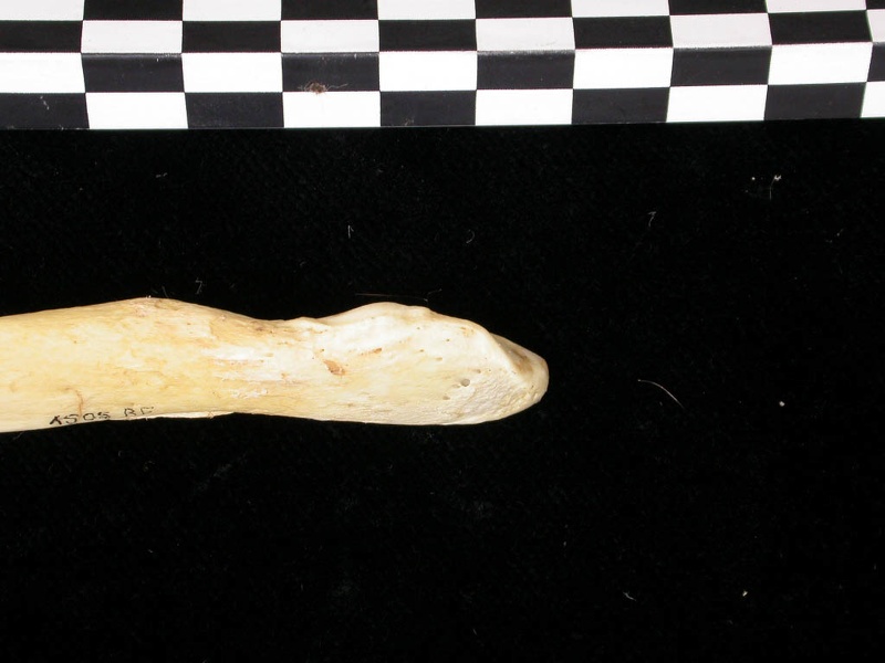 Ulna : partie distale (7623 visites) Canis lupus - Adulte - Élément droitCollection : Centre d'Investigation Portugais d'Archéologie, ... Ulna : partie distale