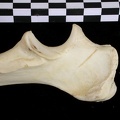 Ulna : partie proximale (7567 visites) Canis lupus - Adulte - Élément droitCollection : Centre d'Investigation Portugais d'Archéologie, ... Ulna : partie proximale