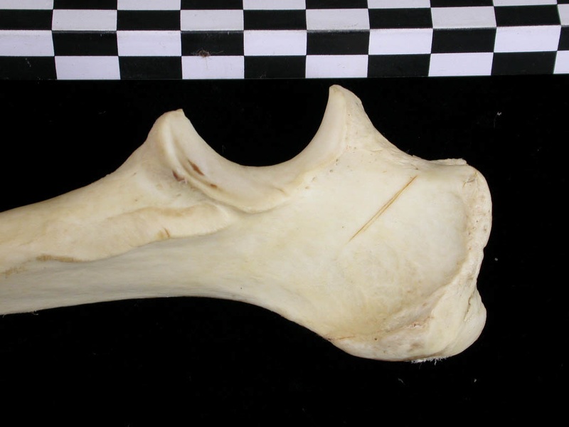 Ulna : partie proximale (7564 visites) Canis lupus - Adulte - Élément droitCollection : Centre d'Investigation Portugais d'Archéologie, ... Ulna : partie proximale