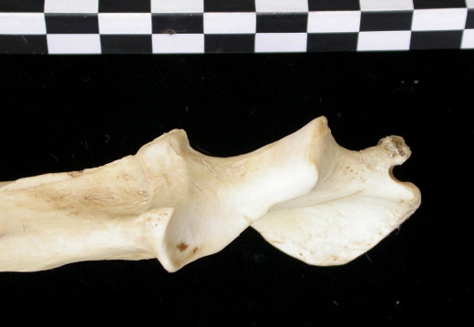 Ulna : partie proximale (8070 visites) Canis lupus - Adulte - Élément droitCollection : Centre d'Investigation Portugais d'Archéologie, ... Ulna : partie proximale