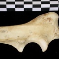 Ulna : partie proximale (9130 visites) Canis lupus - Adulte - Élément droitCollection : Centre d'Investigation Portugais d'Archéologie, ... Ulna : partie proximale