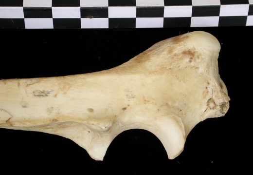 Ulna : partie proximale (9126 visites) Canis lupus - Adulte - Élément droitCollection : Centre d'Investigation Portugais d'Archéologie, ... Ulna : partie proximale