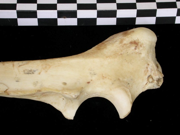 Ulna : partie proximale (9134 visites) Canis lupus - Adulte - Élément droitCollection : Centre d'Investigation Portugais d'Archéologie, ... Ulna : partie proximale