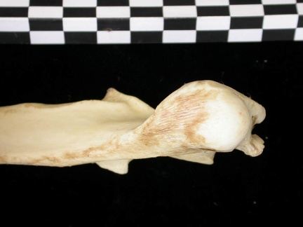 Ulna : partie proximale (10985 visites) Canis lupus - Adulte - Élément droitCollection : Centre d'Investigation Portugais d'Archéologie, ... Ulna : partie proximale