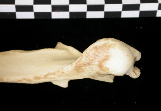 Ulna : partie proximale (10979 visites) Canis lupus - Adulte - Élément droitCollection : Centre d'Investigation Portugais d'Archéologie, ... Ulna : partie proximale