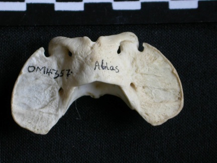 Atlas (21020 visites) Canis mesomelas - Mâle - AdulteCollection : Département d'Ostéologie du Musée National du Kenya,... Atlas