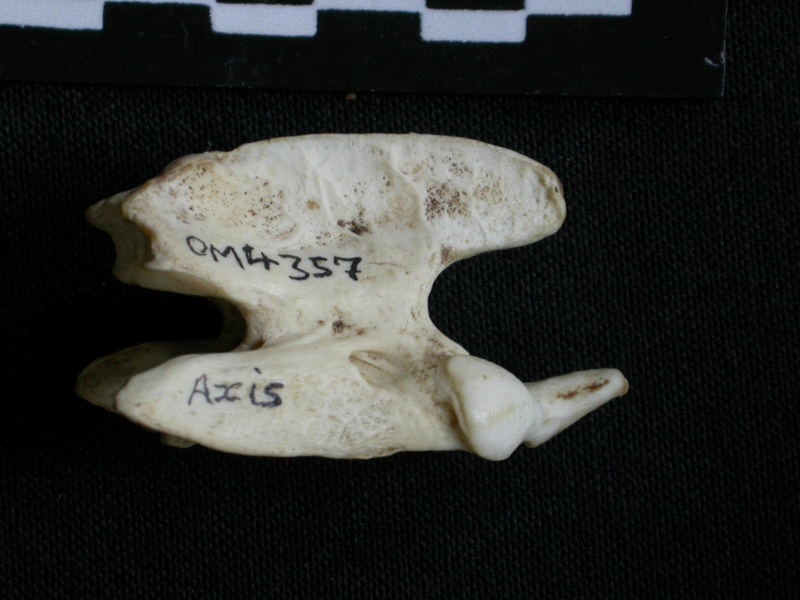 Axis (19225 visites) Canis mesomelas - Mâle - AdulteCollection : Département d'Ostéologie du Musée National du Kenya,... Axis