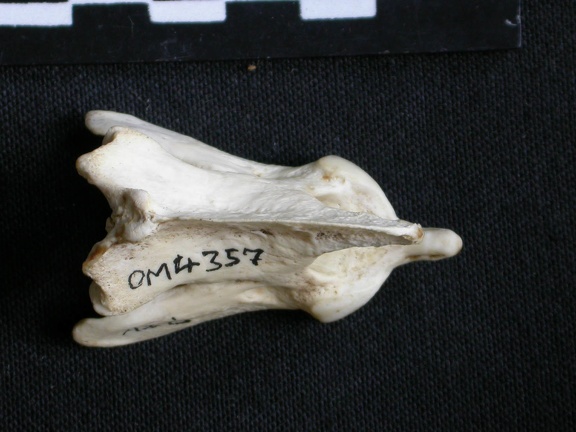 Axis (17559 visites) Canis mesomelas - Mâle - AdulteCollection : Département d'Ostéologie du Musée National du Kenya,... Axis