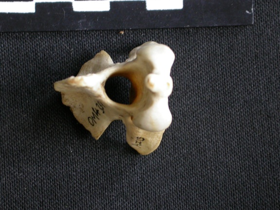 Axis (16951 visites) Canis mesomelas - Mâle - AdulteCollection : Département d'Ostéologie du Musée National du Kenya,... Axis