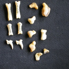 Carpus and phalanges