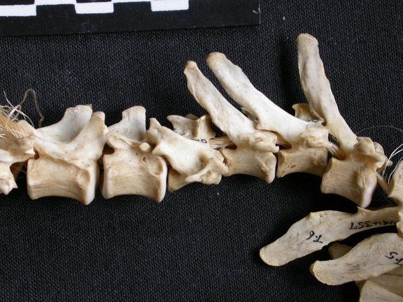 Vertèbres (20246 visites) Canis mesomelas - Mâle - AdulteCollection : Département d'Ostéologie du Musée National du Kenya,... Vertèbres