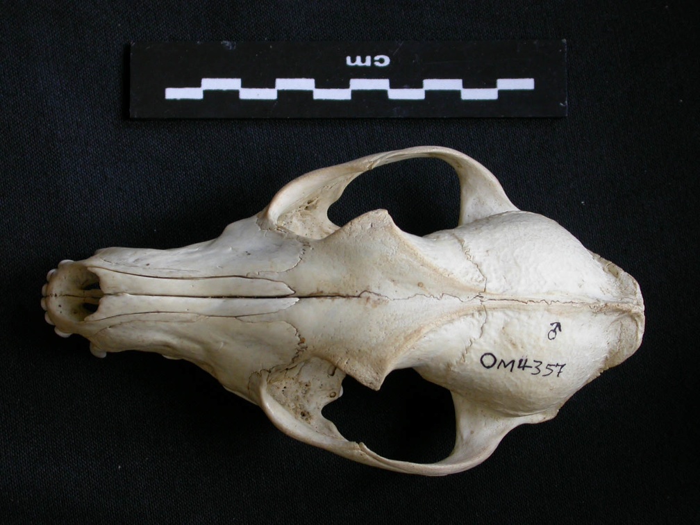 Crâne : vue frontale (13592 visites) Canis mesomelas - Mâle - AdulteCollection : Département d'Ostéologie du Musée National du Kenya,... Crâne : vue frontale