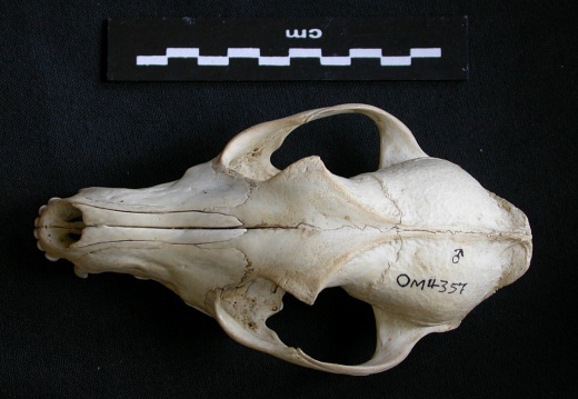 Crâne : vue frontale (13436 visites) Canis mesomelas - Mâle - AdulteCollection : Département d'Ostéologie du Musée National du Kenya,... Crâne : vue frontale
