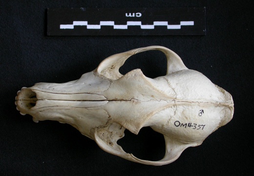 Skull: frontal sight