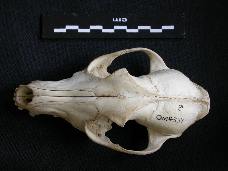 Crâne : vue frontale (13586 visites) Canis mesomelas - Mâle - AdulteCollection : Département d'Ostéologie du Musée National du Kenya,... Crâne : vue frontale