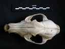 Skull: frontal sight
