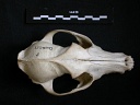 Skull: frontal sight